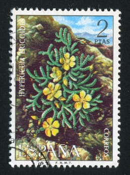 SPAIN - CIRCA 1974: stamp printed by Spain, shows Hypericum Ericoides, circa 1974