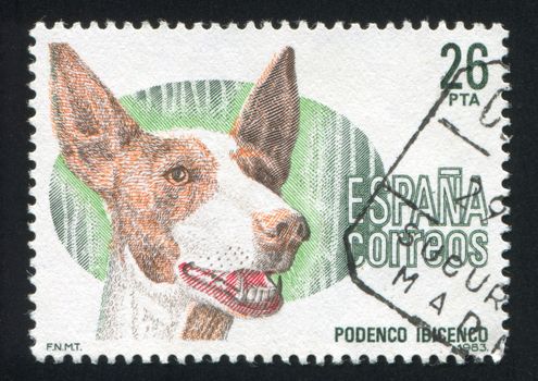 SPAIN - CIRCA 1983: stamp printed by Spain, shows Ibizan Hound, dog, circa 1983