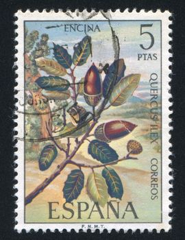 SPAIN - CIRCA 1976: stamp printed by Spain, shows Evergreen oak, circa 1976