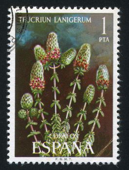 SPAIN - CIRCA 1974: stamp printed by Spain, shows Teucriun Lanigerum, circa 1974