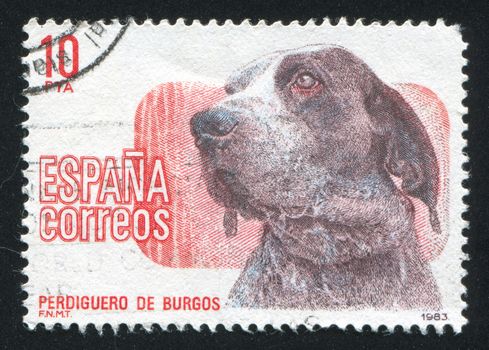 SPAIN - CIRCA 1983: stamp printed by Spain, shows Pointer, Dog Exhibition Madrid, circa 1983