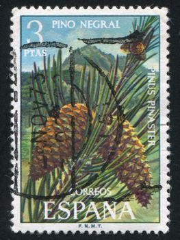 SPAIN - CIRCA 1972: stamp printed by Spain, shows Cluster pine, circa 1972