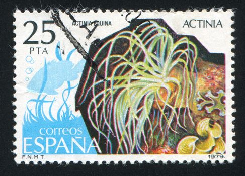 SPAIN - CIRCA 1979: stamp printed by Spain, shows Actinia, circa 1979