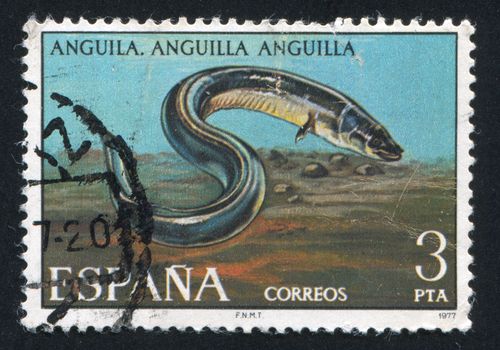 SPAIN - CIRCA 1977: stamp printed by Spain, shows Sea Eel, circa 1977