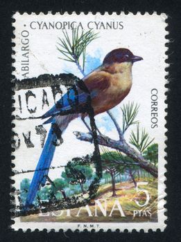 SPAIN - CIRCA 1973: stamp printed by Spain, shows Azure-winged Magpie, circa 1973