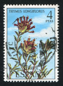 SPAIN - CIRCA 1974: stamp printed by Spain, shows Thymus Longiflorus, circa 1974