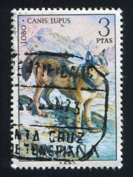 SPAIN - CIRCA 1972: stamp printed by Spain, shows Wolf, circa 1972