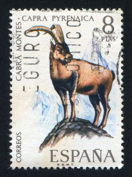 SPAIN - CIRCA  1976: stamp printed by Spain, shows Pyrenean goat, circa 1976