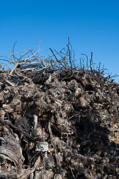 Dried vineyard firewood in Utiel Requena of Valencia Spain