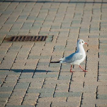 seagull on quay without any fear of man