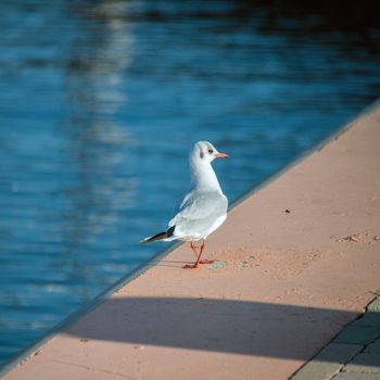 seagull on quay without any fear of man