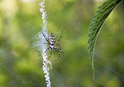 Spider Argiope bruennichi hunting with prey closeup