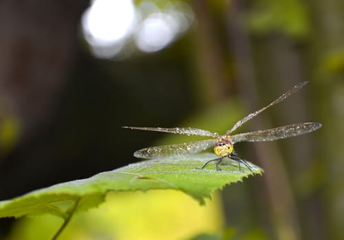  Dragonfly on a piece of wood looks at the camera and hazy background