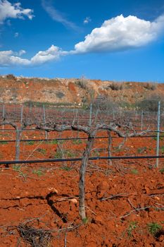 Winter leafless vineyard field in Utiel Requena of Valencia Spain