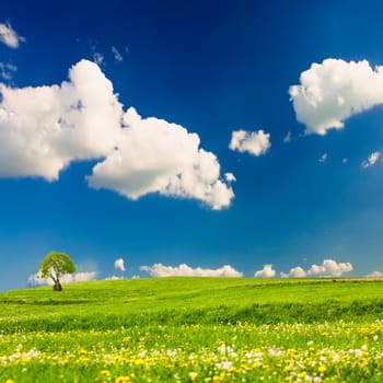 Green meadows with one tree over blue sky 