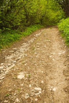 Path in the forest. Nature background with trees