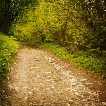 Path in the forest. Nature background with trees. Vintage toned