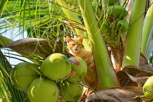 Cat on the tree