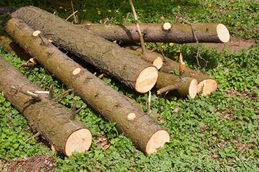 Pile of pine logs scattered on green grass in springtime