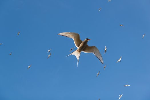 Sterna paradisaea on the background of blue sky