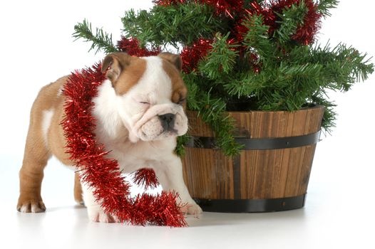 christmas puppy english bulldog playing under the christmas tree isolated on white background