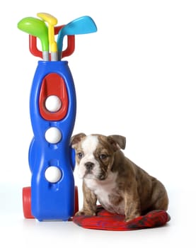 sports hound - english bulldog sitting beside set of toy golf club isolated on white background