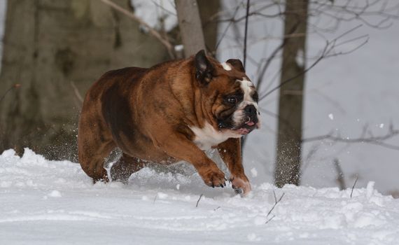 english bulldog running in the snow - female 6 years old