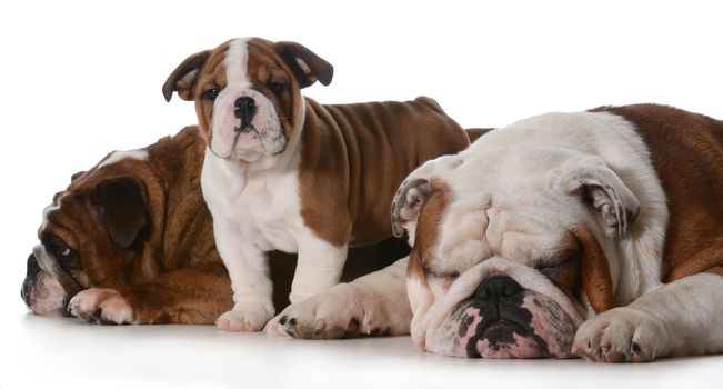 dog family - english bulldog family isolated on white background 
