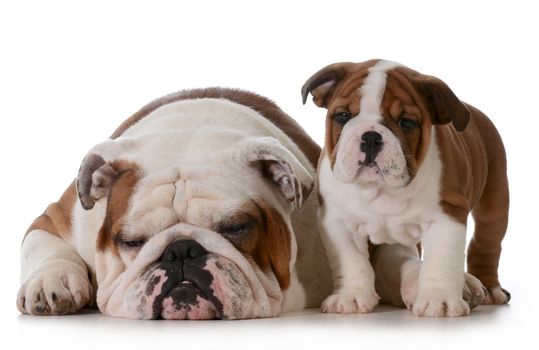 bulldog family - grandfather and grandson isolated on white background - puppy 10 weeks old