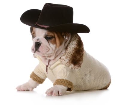 country dog - english bulldog puppy dressed up in western gear isolated on white background- 7 weeks old