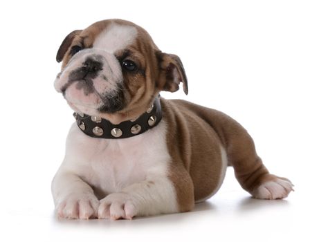 bulldog puppy - seven week old puppy laying down wearing black spike collar isolated on white background