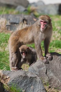 Mother and baby Macaque (Snow) Monkey's playing in the sun