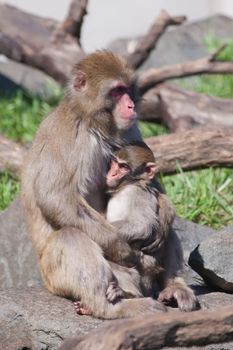 Mother and baby Macaque (Snow) Monkey's playing in the sun