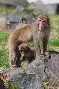 Mother and baby Macaque (Snow) Monkey's playing in the sun in soft focus