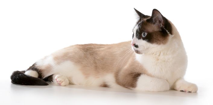 ragdoll cat laying down isolated on white background