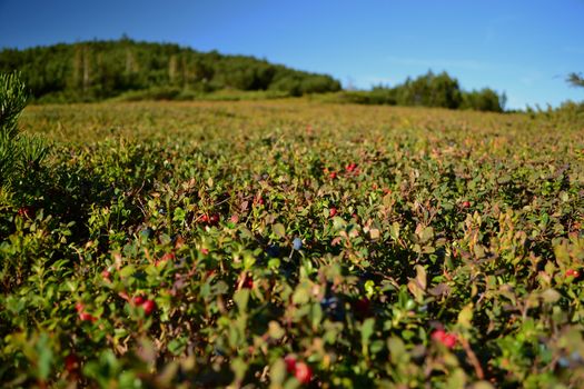 blueberries and cowberry growing in the mountains