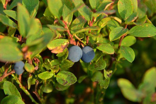 blueberries with leaves on the handle