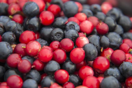 Cowberries and blueberries mixed