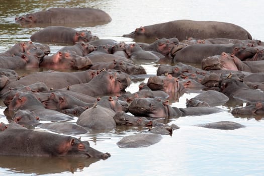 Hippopotamus in the Mara river in the Masai Mara reserve in Kenya Africa