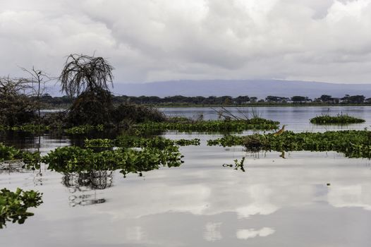 The naivasha lake where lot of wildlife lived in.