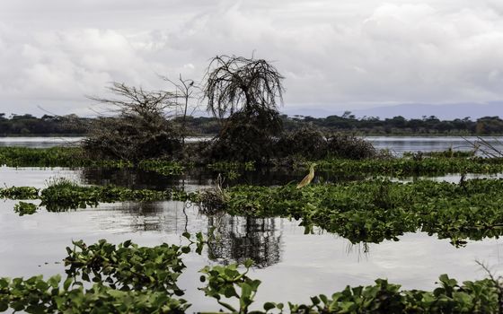 The naivasha lake where lot of wildlife lived in.