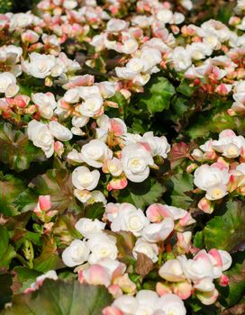 Begonia flowers in garden (begonia x tuberhybrids)