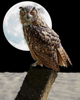 An owl with big full moon on the back