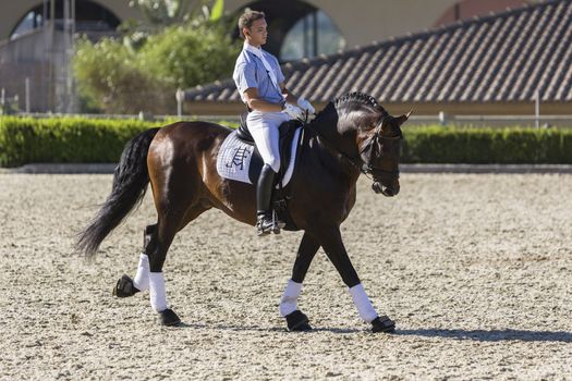 Estepona, Malaga province, SPAIN - 4 july 2009: Spanish horse of pure race taking part during an exercise of equestrian morphology in Estepona, Malaga province, Andalusia, Spain