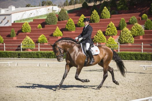 Estepona, Malaga province, SPAIN - 4 july 2009: Spanish horse of pure race taking part during an exercise of equestrian morphology in Estepona, Malaga province, Andalusia, Spain