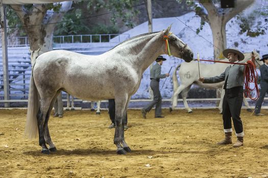 Andujar, Jaen procince, SPAIN - 5 september 2008: Spanish horse of pure race taking part during an exercise of equestrian morphology in Andujar, Jaen province, Andalusia, Spain