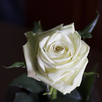 White rose in close up, over dark background