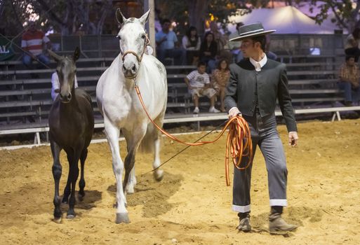 Andujar, Jaen procince, SPAIN - 5 september 2008: Spanish horse of pure race taking part during an exercise of equestrian morphology in Andujar, Jaen province, Andalusia, Spain