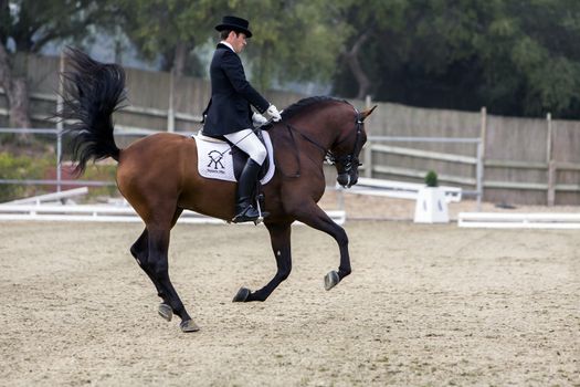 Montenmedio, Cadiz province, SPAIN - 11 july 2009: Spanish purebred horse competing in dressage competition classic, Montenmedio, Cadiz province, Andalusia, Spain