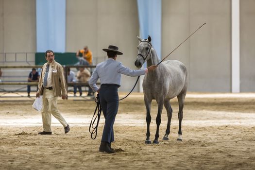 Jaen, SPAIN - 12 june 2009: Spanish horse of pure race taking part during an exercise of equestrian morphology in Jaen, Andalusia, Spain